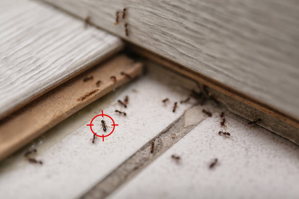 Best Flea Control Services  in Putnam Lake, NY